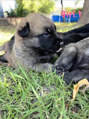 Puppies- German shepherd x Malinois x Husky