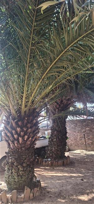 Date Palm Trees for sale