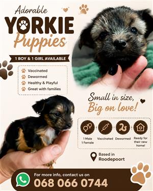Yorkie puppies