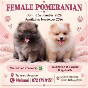 Female Pomeranian Puppies ready end of Oct. 