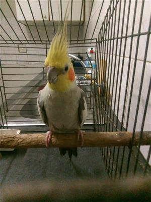 Cockatiel parrot for sale