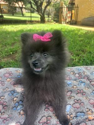 Beautiful Toypom puppy available