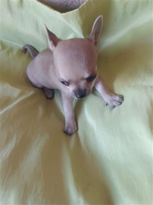 Chihuahua puppies 