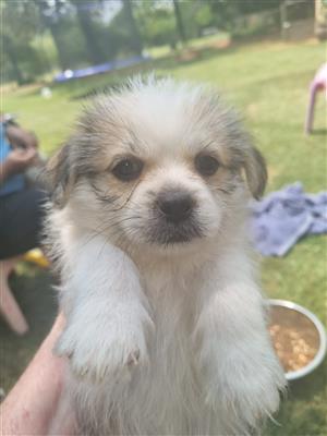 Super cute Morkie pups