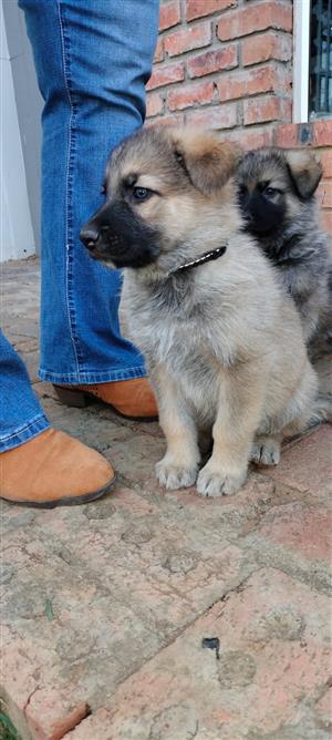 German Shepard and Malinois cross puppies