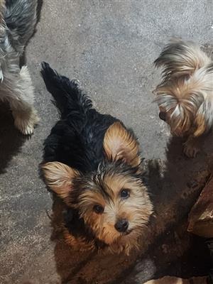 Yorkshire terriers