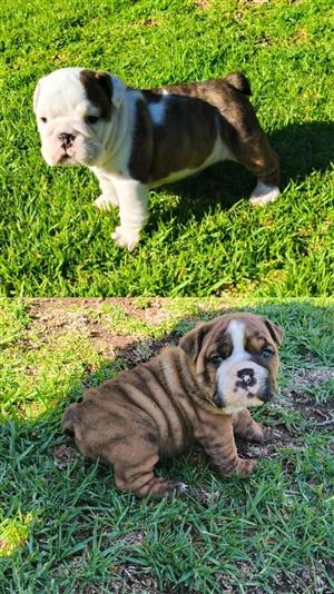 English Bulldog Puppies 