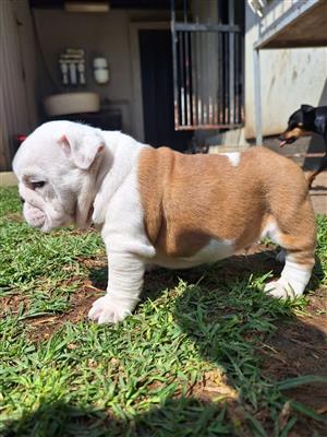 English bulldog puppies male