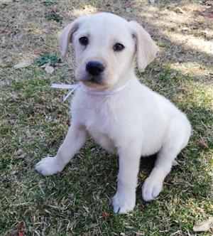 Purebred Labrador Puppies For Sale 