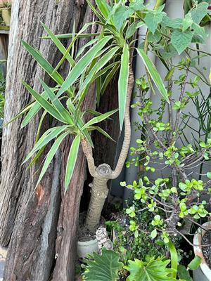 Yucca tree - Bloubergsands