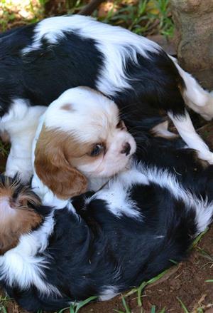 Cavalier king charles Spaniel puppies for sale