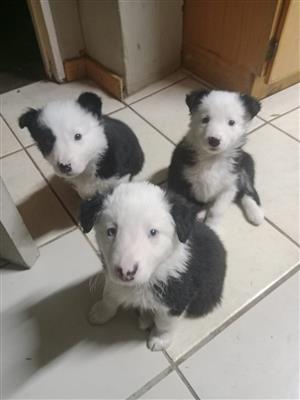 For sale 3 x Sheep dog puppies 