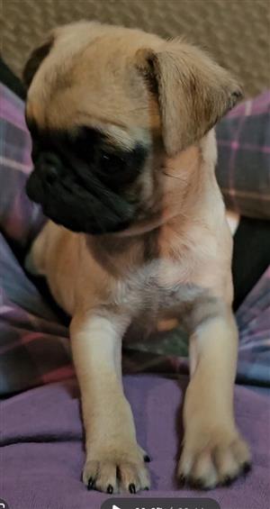 Pug puppies