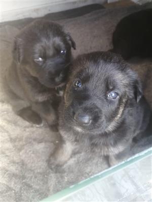 GERMAN SHEPHARD PUPPIES FOR SALE