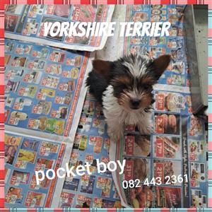Yorkshire terrier pups