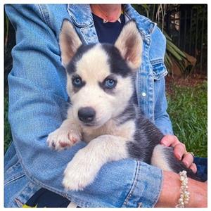 Purebred Siberian Husky Pups 