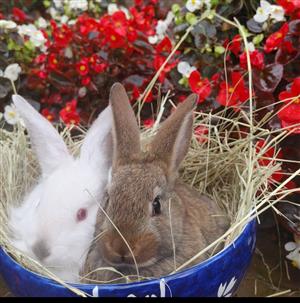 Flemish Giant rabbit