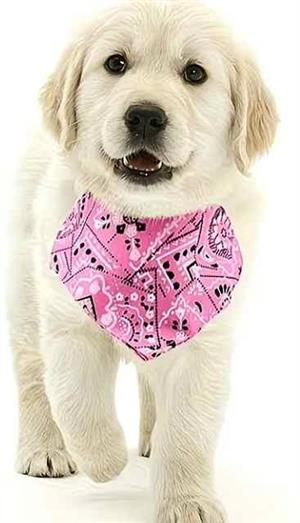 Stylish Pink Patterned Dog Bandana with Adjustable Buckle