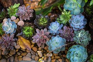 New B'Natural succulent mix 