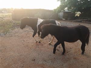 ponies for sale