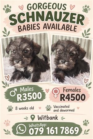 Schnauzer companions available 