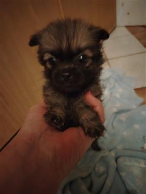 Pomeranian x Chihuahua Puppy 