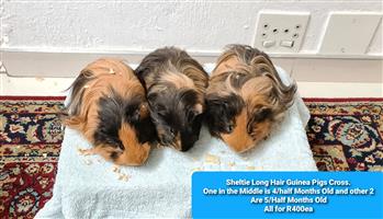 Guinea Pigs for Sale!
