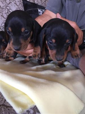 Miniature Daschund Puppies 