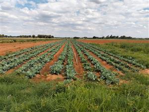 A Farm For Sale in Bainsvlei