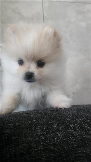 Toy pom Pup