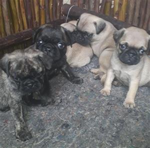 Pug Puppies In Dogs And Puppies In South Africa Junk Mail