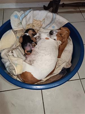 Kelphound Puppy for sale