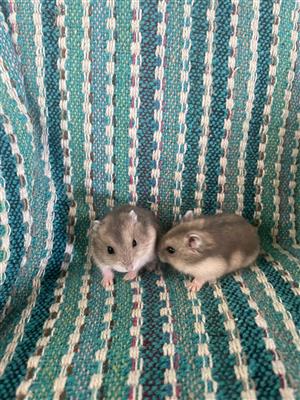 Baby dwarf hamsters for sale
