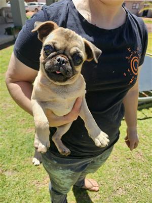 Pug fawn female available 
