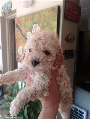 Gorgeous French poodle female available 