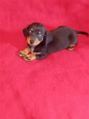 Dachshund pups