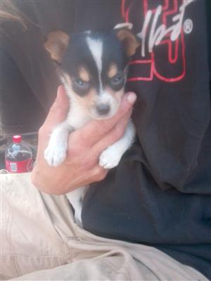 2 beautiful foxterrier puppies 1 Male 1 Female both  is injected 