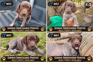 German shorthaired pointer puppy -Male