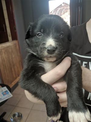 Registered Border Collie puppies for sale