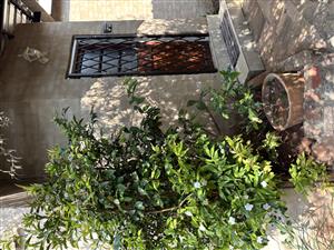 Cottage’s for rent inElardudpark