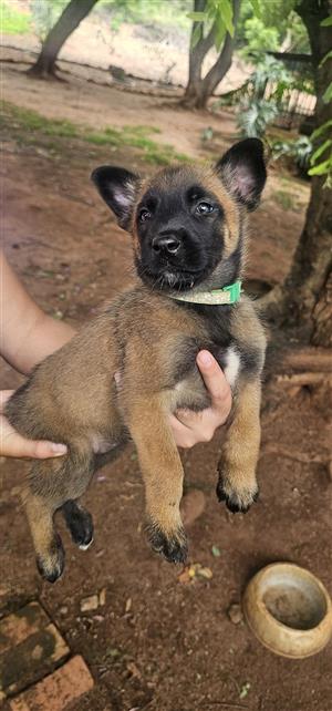PUREBRED BELGIUM MALINOIS PUPPIES FOR SALE.