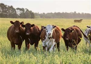Farm For Sale in Pendale