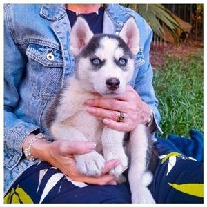 Purebred Siberian Husky Puppy 