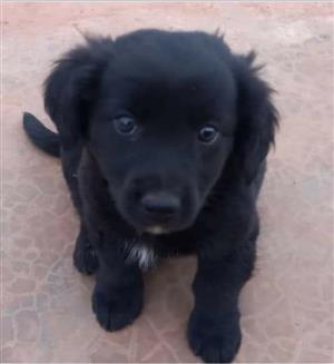 Border collie cross breed  puppies