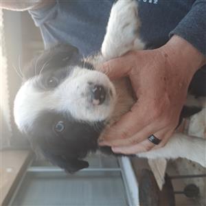 Border collie puppies for sale