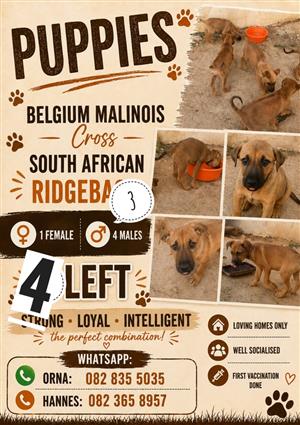 9 week old Malinois X Ridgeback Puppies