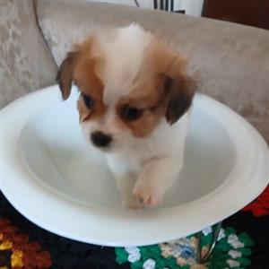 Miniature Maltese X Yorkie 