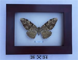 Real framed butterfly