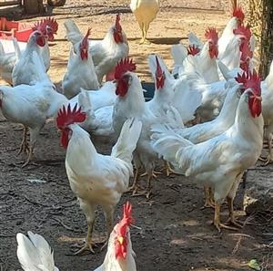 Leghorn white roosters