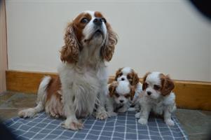 Beautiful Cavalier King Charles puppies For Sale 8 Weeks Old!